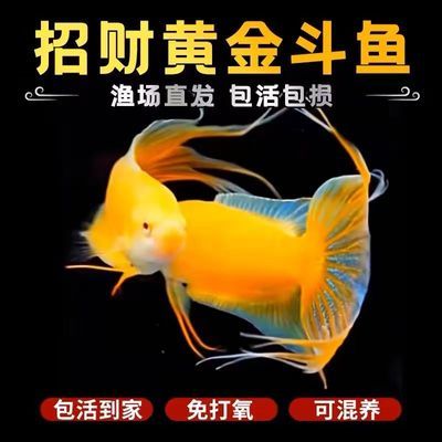 中国斗鱼黄金观赏鱼活鱼免打氧淡水小鱼耐活群养懒人鱼优惠商品图片