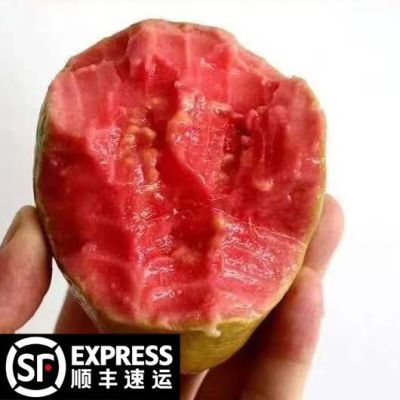 【放软吃】广西红心芭乐新鲜水果奶油芭乐红心番石榴软糯鸡屎果