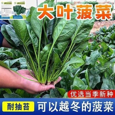 大叶菠菜红根肉厚新鲜菠菜时令蔬菜农家自种生鲜蔬菜火锅食材