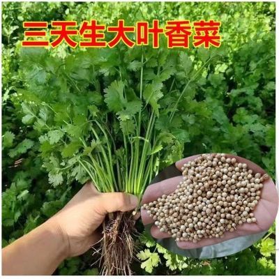 大叶香菜四季芫荽浓香型小叶香菜农家自种新鲜青菜蔬菜调味火锅菜