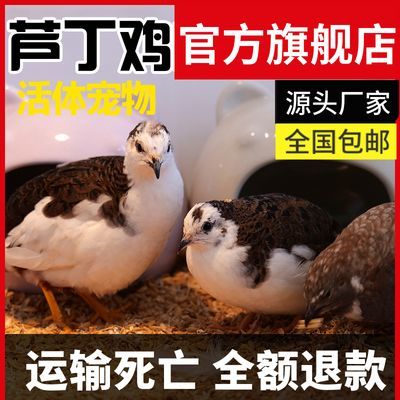 昂三只芦丁鸡买2送2到手4只宠物鸡小卢丁鸡宠物鸡25-35天青幼鸡苗