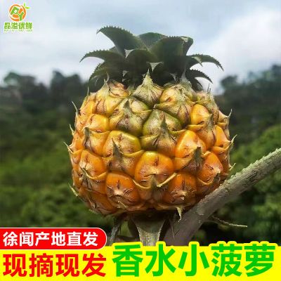 徐闻香水小菠萝新鲜菠萝水果迷你菠萝去顶叶带皮青黄菠萝整箱批发优惠商品图片