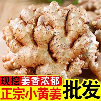 【姜农自卖】正宗云南小黄姜新鲜现挖老姜新姜嫩姜子姜整箱批发