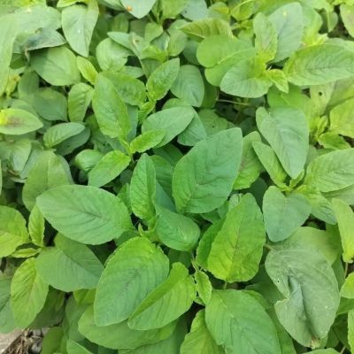 贵州新鲜现摘现卖时令苋菜-火锅必备野菜非净重