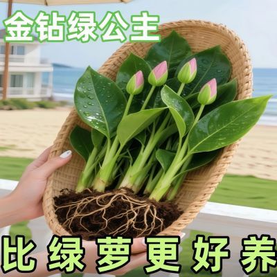 【吸甲醛植物】大叶金钻盆栽室内绿植办公室客厅四季常青水培土培