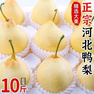 河北大鸭梨品质热销薄皮新鲜水果脆甜多汁产地批发包邮3斤整箱优惠商品图片