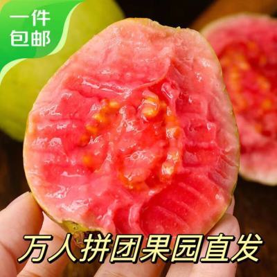 红心芭乐老树新鲜精品番石榴批发价应季水果当季促销下单送酸梅粉