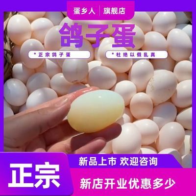 【顺丰京东快递】新鲜正宗鸽子农家散养辅食五谷杂粮鸽蛋孕妇正品