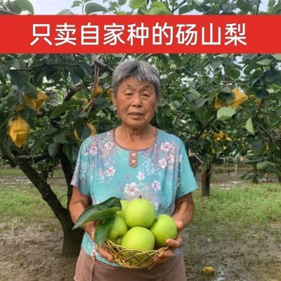 正宗安徽当季砀山酥梨皇冠青皮梨子翠玉薄皮新鲜批发水果整箱包邮