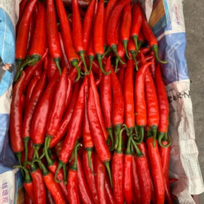 云南小帅哥现摘美人椒新鲜泡椒红辣椒可做泡椒农家自种非小米辣
