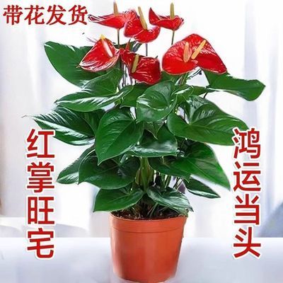 红掌盆栽带花大叶大花鸿运当头水培客厅摆放花卉绿植物室内好养活