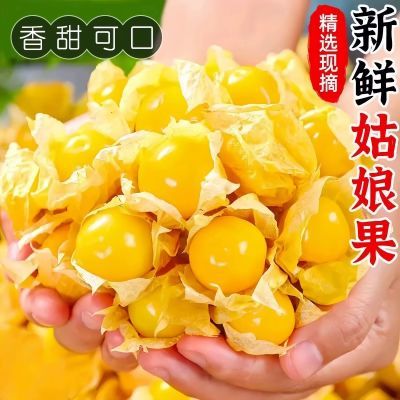 东北姑娘果特产黄金灯笼果小姑娘产地直发新鲜水果黄菇娘整箱当季