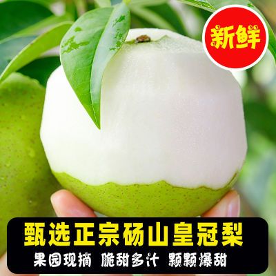 2025年砀山梨现摘现发正宗青皮蜜梨包邮砀山梨皮薄爆汁