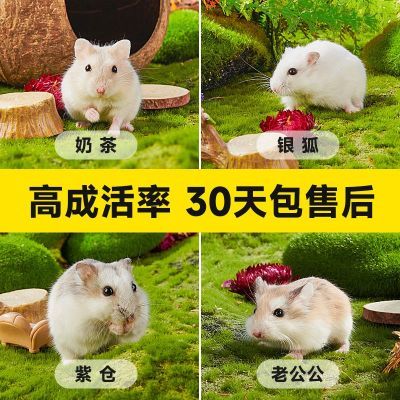 家养小仓鼠活物金丝熊米熊长毛纯银仓鼠活宠短毛熊宝宝情侣一对
