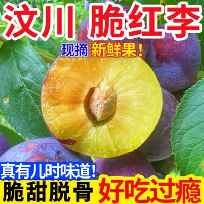 【正宗】汶川脆红李四川脱骨李子空心李新鲜水果脆甜脱骨好吃