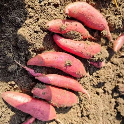 现挖沙地蜜薯西瓜红新鲜红薯红心农家番薯地瓜批发价香甜红心红薯