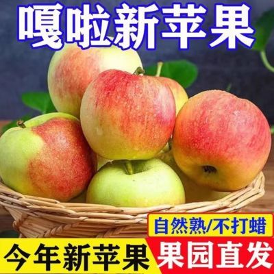 【专享】嘎啦苹果新鲜脆甜农家小苹果当季嘎啦果青红富士脆甜糖心