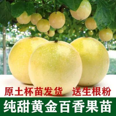 广西钦蜜9号百香果嫁接苗超甜大果百香果苗四季爬藤南方种植大果