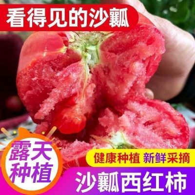 正宗沙瓤普罗旺斯西红柿番茄露天现摘自然熟生吃粉柿子