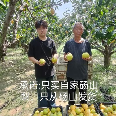 正宗砀山酥梨薄皮新鲜批发水果整箱包邮化痰止咳