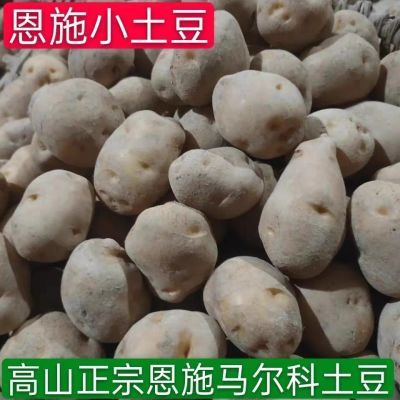 恩施高山正宗马尔科土豆纯天然非转基因老品种马尔科