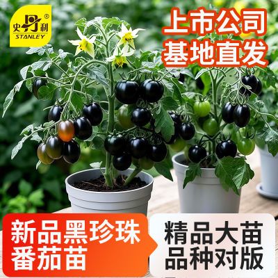 ���ڲ�����ʷ�������������԰�����������̨����С�ڷ���ʥŮ��ǧ��С������ 8.72Ԫ