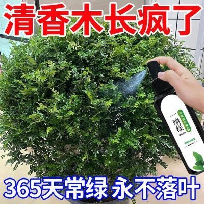 【一喷常年绿】清香木急救营养液免稀释液体专用肥预防黄叶落叶