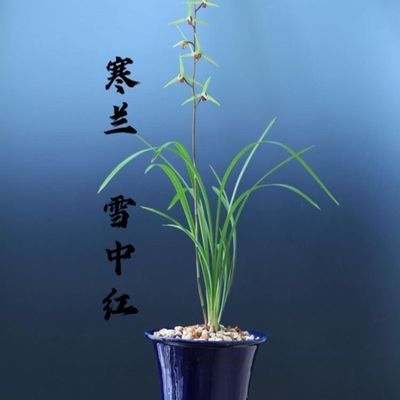 带花苞兰花细叶寒兰浓香型【雪中红】室内外铭品花卉大全阳台盆栽