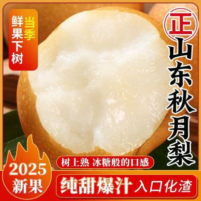 【正宗秋月梨】现摘冰糖山东当季脆甜新鲜水果薄皮多汁批发整箱