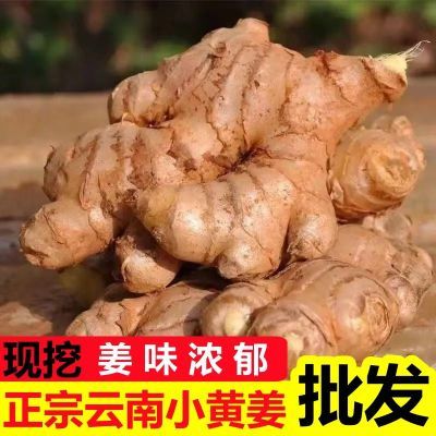 【火锅食材】云南小黄姜生姜批发老姜新鲜嫩姜子姜仔姜土姜干姜现