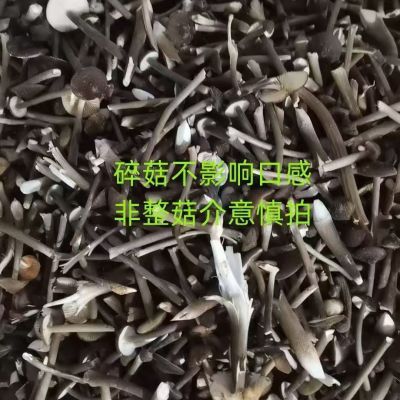 包邮新鲜黑皮鸡枞菌商用普菇碎菇价格便宜鸡枞菌煲汤炖肉