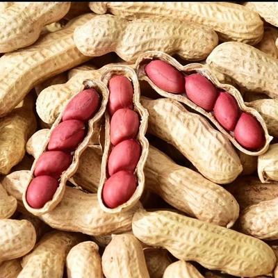 带壳红皮花生米粮廷秣四粒红红衣花生新鲜晒干花生