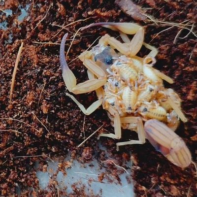 巴西金幽灵蝎子单性繁殖的爬宠金幽灵蝎子单性繁殖