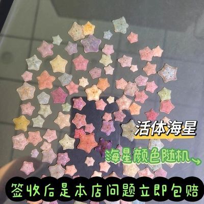 海燕活的宠物海星活体~小海星迷你好养海洋生物桌面派大星满天星