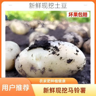 甘肃定西白心白皮土豆白心沙面粉糯土豆洋芋马铃薯白心土豆老品种