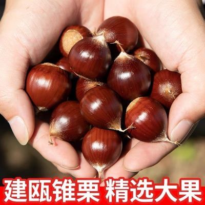 2026福建高山大果散装锥栗即食鲜嫩现惠特选建瓯锥栗正宗新鲜优惠商品图片