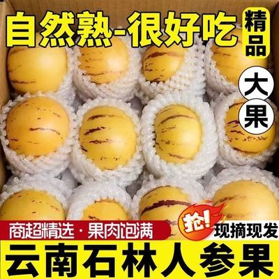 【精品】石林人参果树上熟黄肉圆果应季新鲜低糖孕妇水果整箱大果