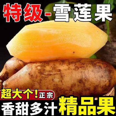【精品】正宗云南天山雪莲果水果特级新鲜应季红心整箱黄心批发价