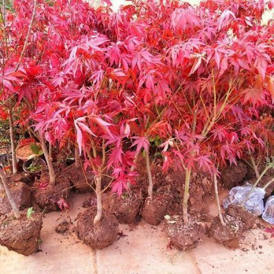 老桩红枫树四季红原生三季中国红枫日本红枫庭院风景树地栽耐寒