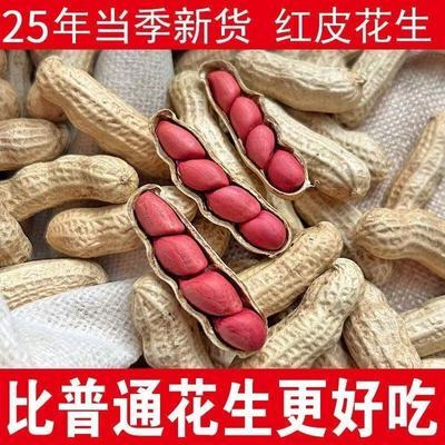 生花生带壳晒干廷秣生红皮花生带壳晒干四粒红红衣花生批发