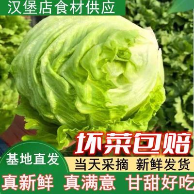 上海本地球生菜生吃西生菜沙拉蔬菜圆生菜结球生菜汉堡西餐轻食