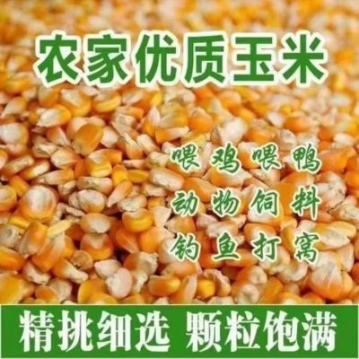黑龙江30斤批发优质玉米粒五谷饲料粮食适合猪鸡鸭鹅牛羊钓鱼打窝