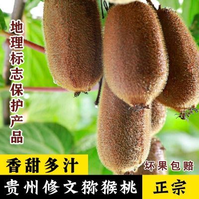 【彩箱发货】贵州修文贵长绿心猕猴桃整箱当季水果奇异果新鲜包邮