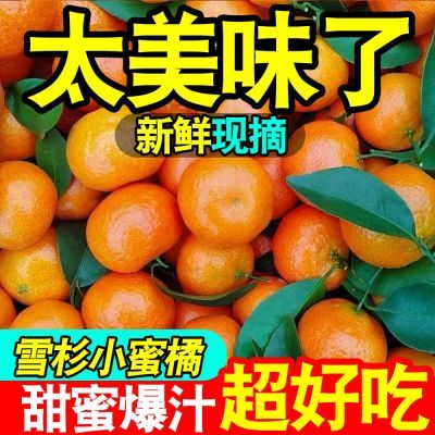 【现货当天摘】正宗雪杉小蜜橘子超甜当季新鲜水果无籽青皮蜜桔子