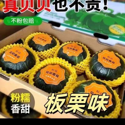 内蒙神舟家园沙土地种殖老贝贝,粉糯香甜贝贝南瓜