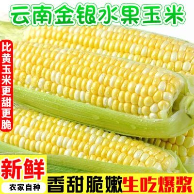 现摘金银水果玉米新鲜甜玉米嫩玉米棒新鲜玉米代餐多仓发货包邮优惠商品图片