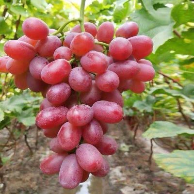 新鲜山西葡萄克伦生无籽红提当季无核孕妇水果现摘整箱批发包邮