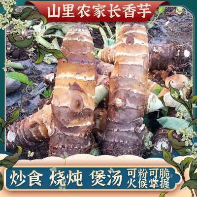 正宗四川宜宾农家长条人头香芋挖炮弹芋头新鲜人头芋新鲜蔬菜