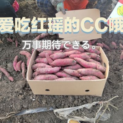 天津宁河2025年新出土的岳龙红瑶礼盒包装都是精品果