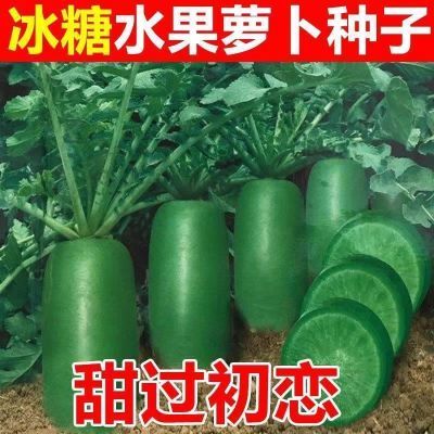 冰糖水果萝卜种子水果脆甜农家蔬菜种孑四季播种阳盆栽绿萝卜种子